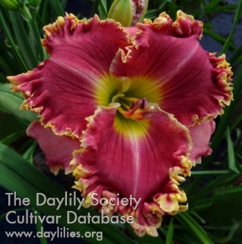 Daylily Undying Love